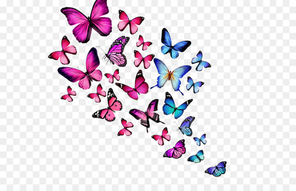 desktop wallpaper,butterfly,mobile phones,glitter butterfly,highdefinition television,download,computer,4k resolution,display resolution,screensaver,android,moths and butterflies,pink,purple,invertebrate,pollinator,insect,heart,line,petal,magenta,symmetry,png