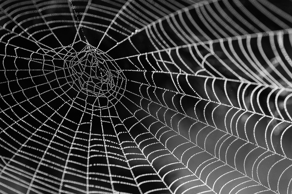 black-and-white,close-up,cobweb,spider,spider web,spider&#39;s web,web,Free Stock Photo
