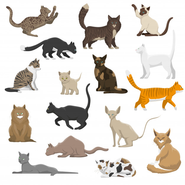 shorthair,breeds,longhair,coon,siamese,siberian,sphynx,maine,companion,bengal,pedigree,feline,breed,rare,loyal,playful,domestic,favorite,popular,exotic,standard,standing,playing,persian,british,fur,set,kitten,collection,hunting,icon set,flat icon,sitting,red abstract,cute animals,paw,mascot,friend,profile,pet,flat,white,black,art,icons,cute,cat,red,animal,character,template,icon,abstract