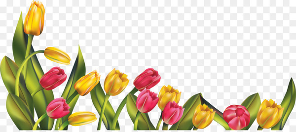 tulip,indira gandhi memorial tulip garden,desktop wallpaper,download,flower,computer icons,flowering plant,petal,plant,cut flowers,botany,spring,plant stem,bud,lily family,wildflower,png