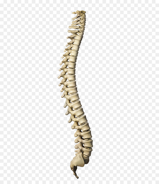 vertebral column,human skeleton,stock photography,human body,skeleton,human,bone,spinal cord,royaltyfree,anatomy,necklace,fashion accessory,jaw,jewellery,beige,metal,png
