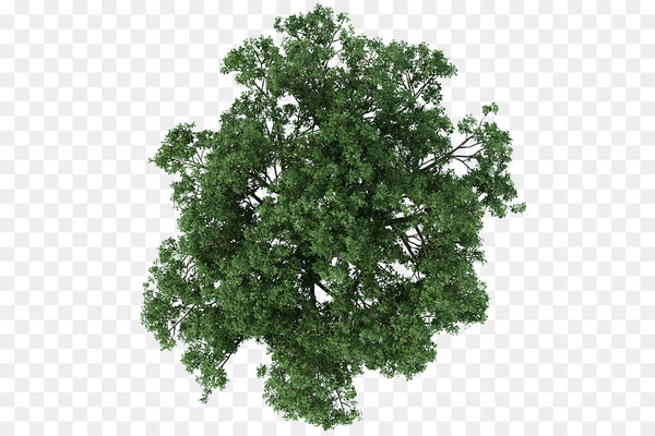 tree,architecture,texture mapping,drawing,rendering,quercus ilex,architectural drawing,plant,wavefront obj file,animation,leaf,shrub,oak,woody plant,branch,grass,png