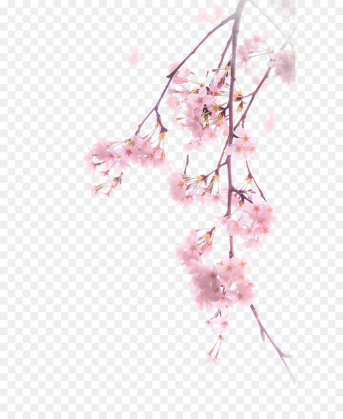 national cherry blossom festival,cherry blossom,blossom,cherry,flower,spring,hanami,poster,watercolor painting,pink,plant,petal,design,branch,pattern,flower arranging,line,floral design,png
