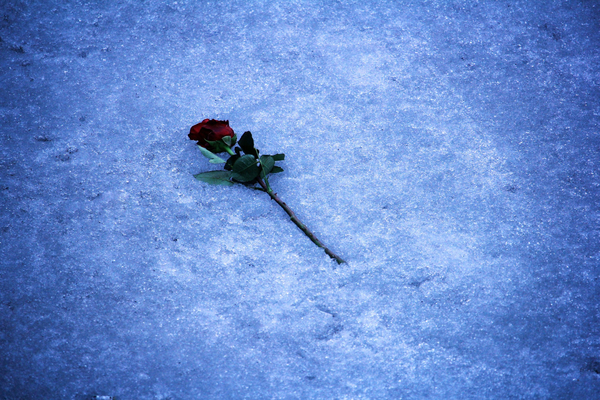 cc0,c2,rose,romance,ice,flowers,great,composition,photo,handsomely,sorrow,cold,free photos,royalty free