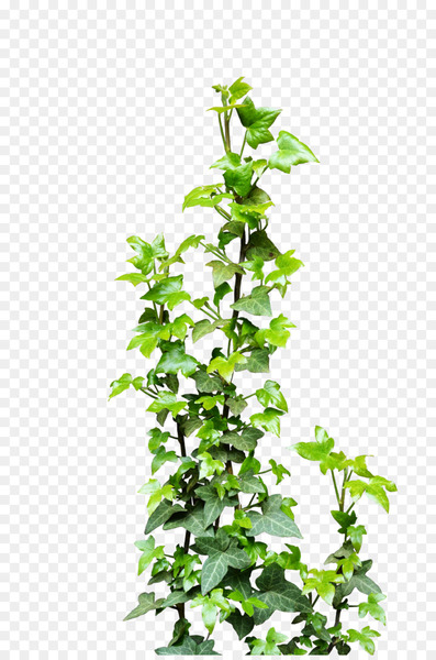 ivy,vine,plant,shrub,virginia creeper,flower,fatshedera lizei,devils ivy,deviantart,evergreen,leaf,herb,flowerpot,tree,branch,plant stem,png