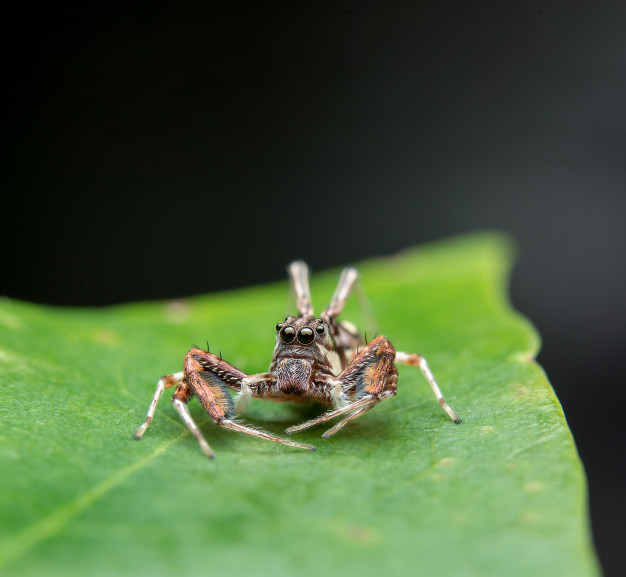 arachnid,tiny,predator,small,single,looking,look,leg,wild,jumping,bright,hill,beautiful,asian,spider,outdoor,brown,park,jungle,plant,tropical,eye,orange,face,cute,forest,animal,nature,green,leaf,pattern
