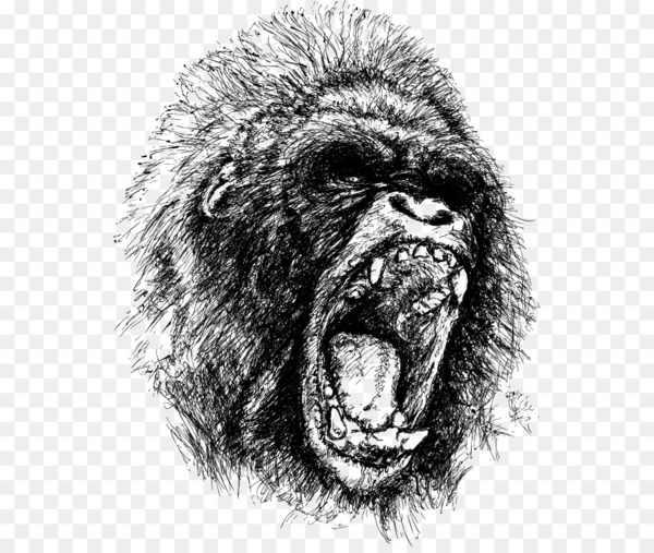 gorilla,ape,king kong,drawing,anger,screaming,roar,monkey,head,fur,primate,wildlife,snout,monochrome photography,great ape,chimpanzee,nose,monochrome,common chimpanzee,mammal,organism,black and white,png