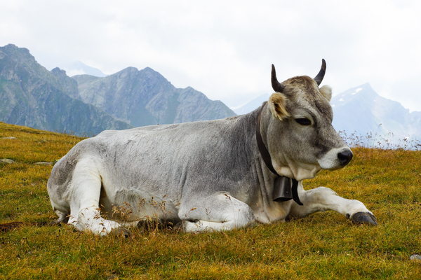 cc0,c1,cow,beef,concerns,alpine,milk cow,rest,pasture,ruminants,animal,livestock,meadow,free photos,royalty free