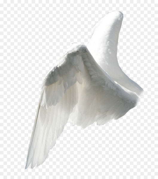 wing,angel wing,computer icons,bird,angel,download,feather,animation,water bird,jaw,tail,beak,fauna,ducks geese and swans,png