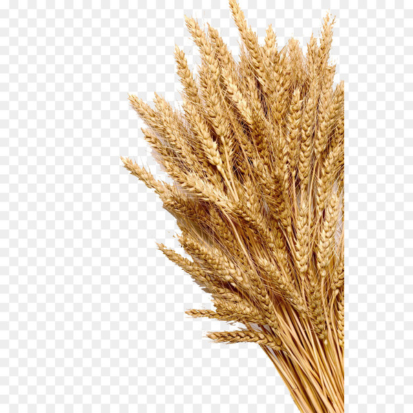 wheat,ear,cereal,whole grain,stock photography,harvest,rye,wheat flour,crop,food,wholewheat flour,rice,grain,ppt,grass family,grass,dinkel wheat,commodity,food grain,plant,cereal germ,poales,durum,triticale,emmer,png