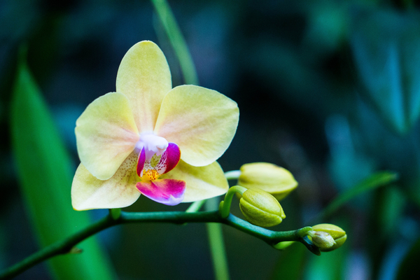 cc0,c1,orchid,flower,sri lanka,free photos,royalty free