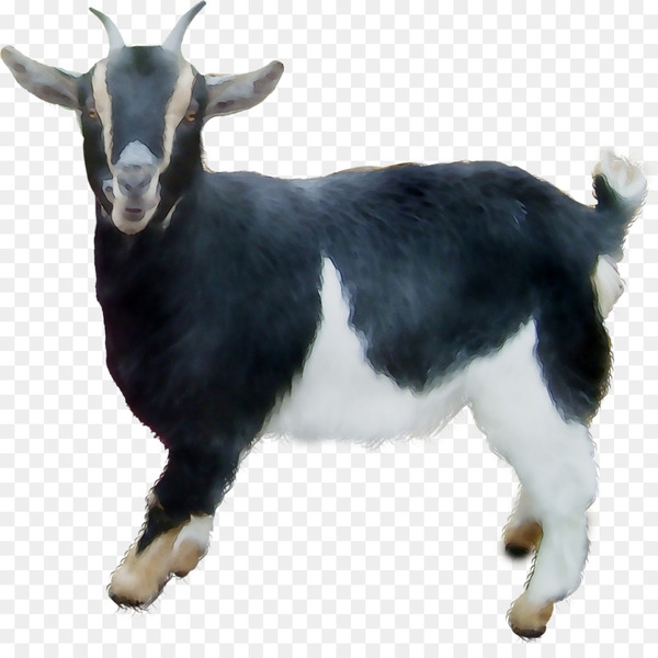 goat,goats,vertebrate,mammal,goatantelope,feral goat,cowgoat family,livestock,snout,fur,png