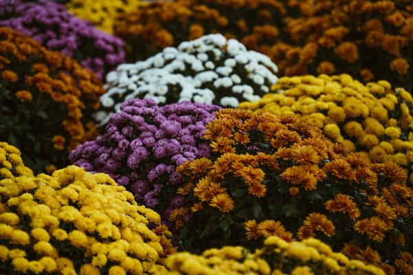  white,bloom,yellow,purple,autumn,flowers,colorful, background