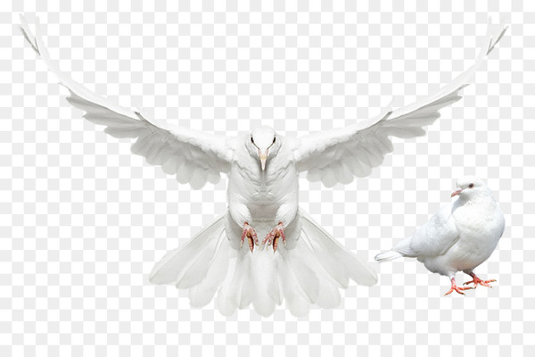 columbidae,domestic pigeon,dove,release dove,doves as symbols,dove campaign for real beauty,download,lossless compression,dove real beauty sketches,neck,bird,computer wallpaper,beak,fauna,feather,wing,png