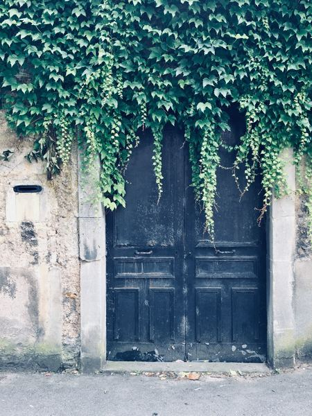  vines,travel,overgrown,background, black doors