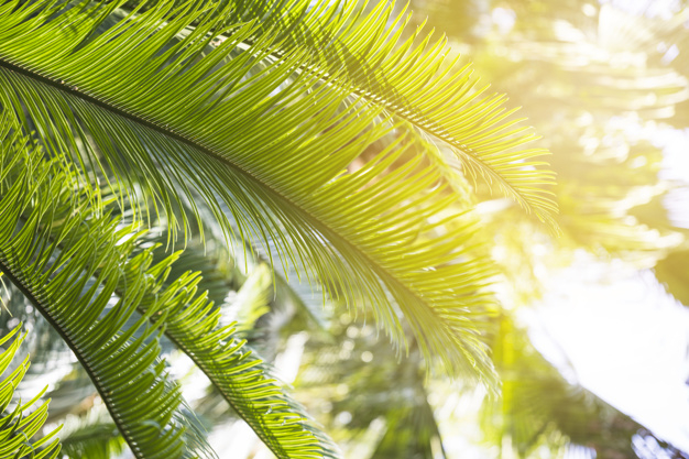 pattern,ornament,light,green,nature,sun,leaves,color,tropical,plant,organic,jungle,natural,environment,palm,growth,rays,element,fresh,bright