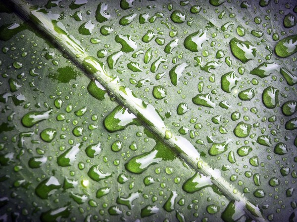 waterdrops,water,raindrops,nature,moisture,macro,leaf,drops,droplets,dewdrops,dew,close-up