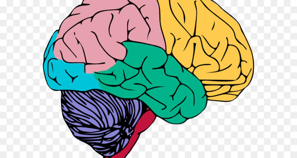 human,brain,central,nervous,system,clip,art,nervouis,mockup,png
