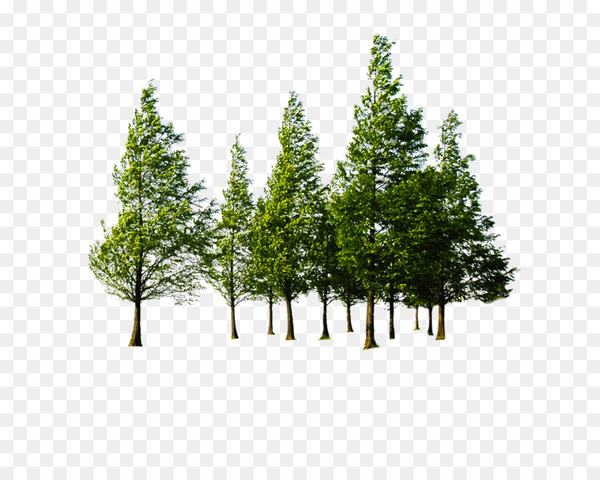 tree,forest,download,encapsulated postscript,computer graphics,evergreen,biome,plant,leaf,pine family,woody plant,conifer,grass,png