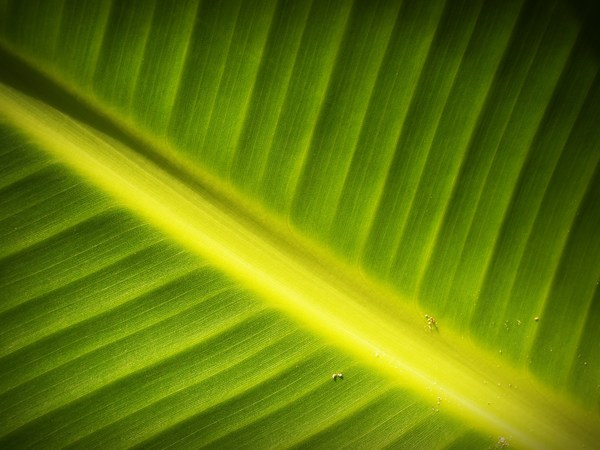 plant,photosynthesis,pattern,nature,lines,leaf,green,fresh,close-up