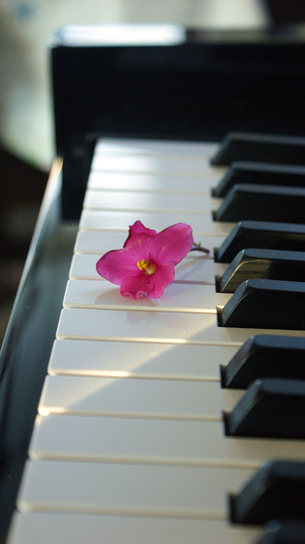 cc0,c1,flower,pink flower,piano,music,keys,stilled,free photos,royalty free