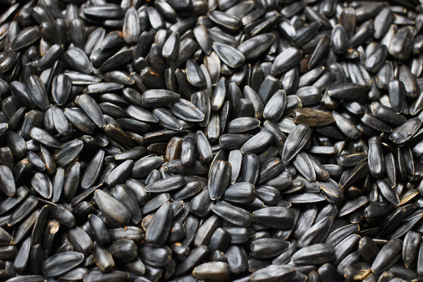 cc0,c1,sunflower seeds,sunflower,seeds,black,clicking,a lot,free photos,royalty free