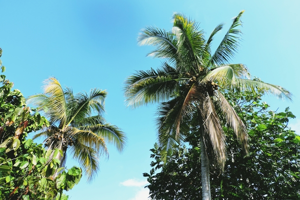 Free: Low Angle Photography of Coconut Trees 