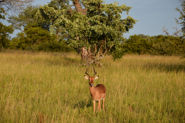 cc0,c1,impala,springbok,africa,national park,free photos,royalty free