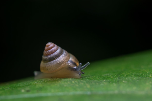 crawling,helix,wet,pest,wildlife,sticky,bug,movement,wild,snail,insect,shell,win,race,brown,spiral,palm,shine,plant,white,garden,nature,green,leaf