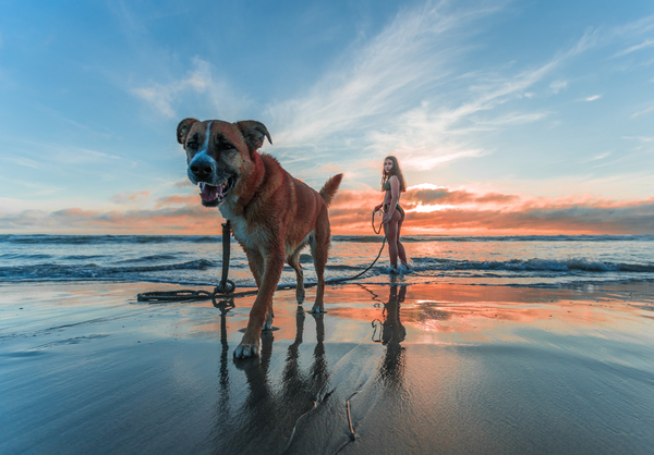 beach,dog,leisure,ocean,outdoors,recreation,sand,sea,seashore,shore,sun,sunset,travel,vacation,water,Free Stock Photo
