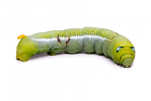 caterpiller,papilio,lepidoptera,invertebrate,swallowtail,larvae,caterpillars,metamorphosis,larva,fauna,monarch,creature,isolated,little,moth,detail,pest,dangerous,wildlife,caterpillar,worm,antenna,collection,bug,wild,lovely,insect,life,plant,yellow,white,black,beauty,butterfly,animal,nature,green,leaf,background