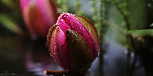 aquatic plant,background,beautiful,bloom,blooming,blossom,blur,bright,color,depth of field,dew,flora,flower,garden,lotus,macro,mood,nature,nymphaea,outdoors,plant,plants,rain,red,summer,tropical,water,water drops,wet,Free Stock Photo
