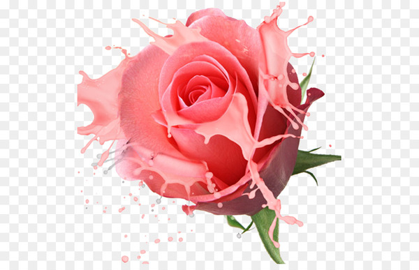flower,stockxchng,rose,floristry,photography,flower bouquet,wreath,highdefinition video,computer monitors,camera,garden roses,petal,rosa centifolia,floribunda,cut flowers,flowering plant,pink,china rose,peach,rose order,floral design,plant stem,red,plant,close up,rose family,still life photography,flower arranging,valentine s day,pink family,flora,computer wallpaper,png
