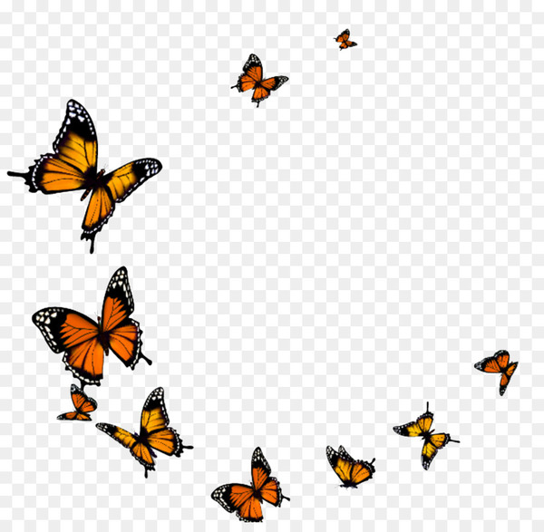 butterfly,royaltyfree,silhouette,stock photography,shape,encapsulated postscript,download,pollinator,monarch butterfly,invertebrate,bird,insect,brush footed butterfly,orange,moths and butterflies,line,wing,membrane winged insect,png
