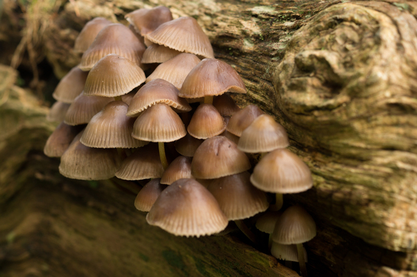 mushrooms,fungi,forest,nature