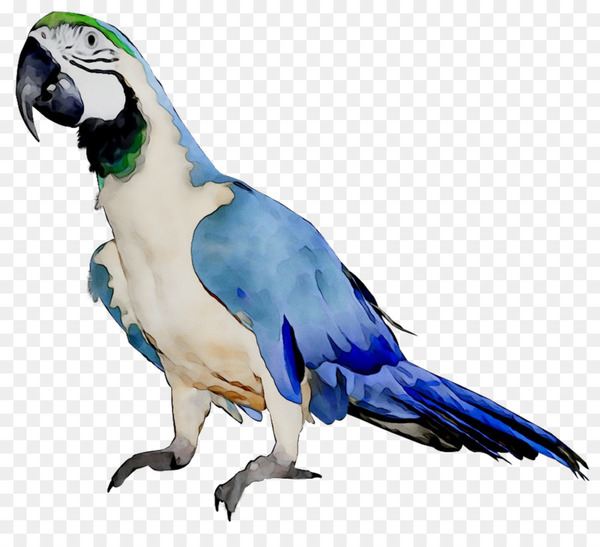 budgerigar,parrot,macaw,lovebird,kleurplaat,parakeet,drawing,beak,feather,renting,school,bird,vertebrate,png