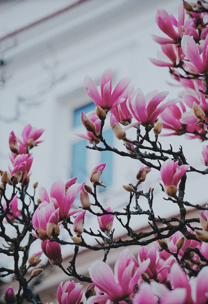 beautiful,beautiful flowers,bloom,blooming,blossom,blur,bud,close-up,color,delicate,depth of field,flora,flowers,focus,growth,magnolia,petals