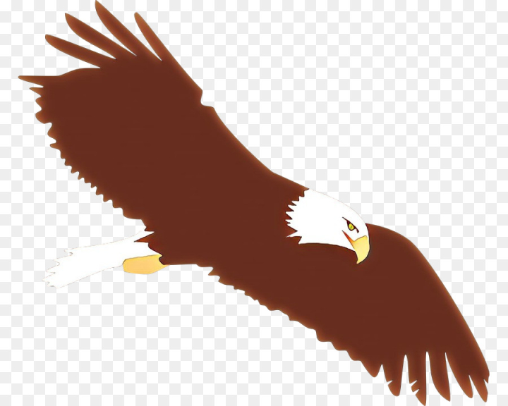  cartoon,bald eagle,bird of prey,bird,golden eagle,eagle,accipitridae,beak,wing,tail,png