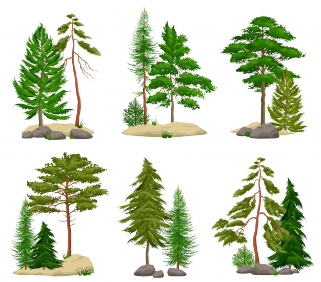 Coniferous Fir Trees Evergreen Branches Vector Set Isolated On