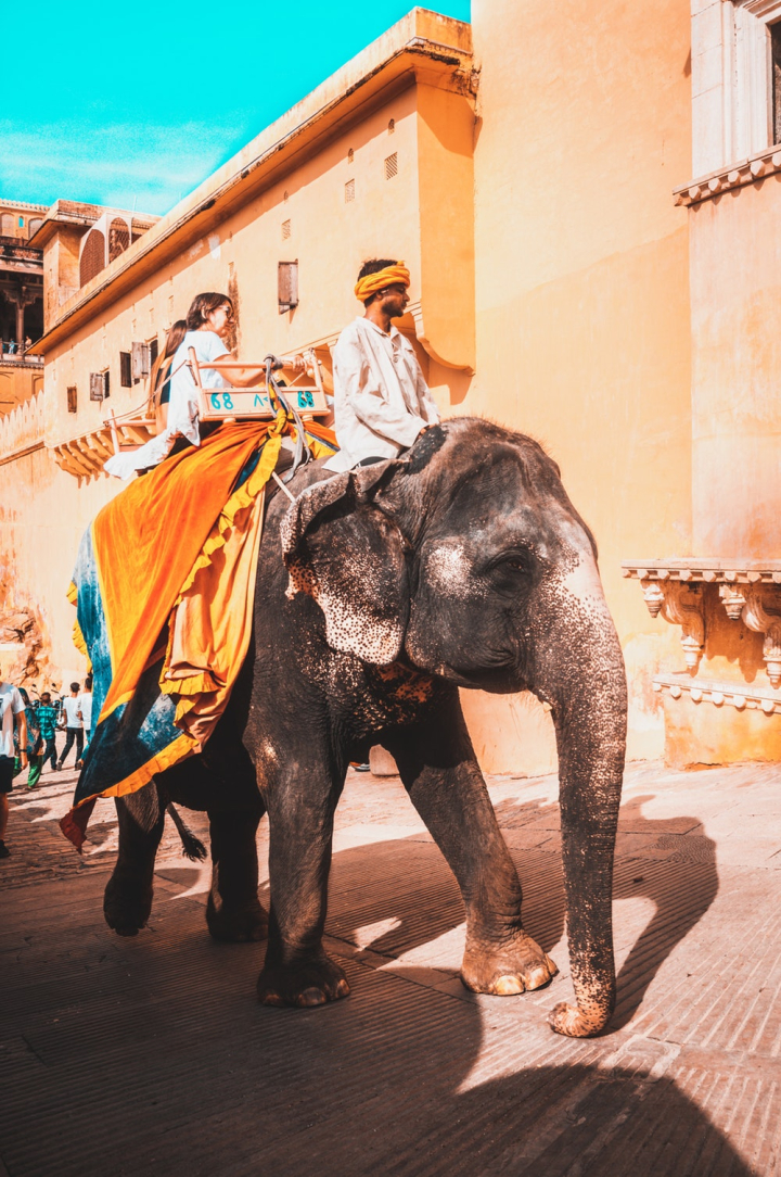 amber fort,animal,elephant,jaipur,mammal,people,riding,street