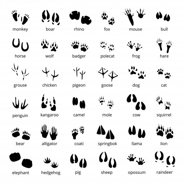 polecat,nole,grouse,badger,domestic,hare,boar,monochrome,alligator,big,wildlife,goose,different,set,rhino,collection,object,wild,kangaroo,track,pigeon,squirrel,camel,frog,footprint,bull,penguin,symbol,decorative,emblem,mouse,fox,elements,wolf,pet,monkey,flat,cow,horse,silhouette,bear,animals,icons,chicken,cat,animal,bird,nature,dog,design