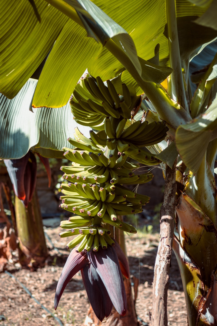 agriculture,banana,banana leaf,banana tree,food,fruit,grow,leaves,plant,tree