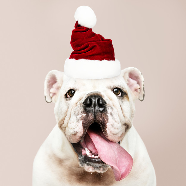 mouth open,sticking out,purebred,pooch,sticking,english bulldog,head shot,adorable,canine,pedigree,pup,wearing,silly,breed,solo,domestic,little,small,best friend,looking,smiling,shot,alone,tongue,greetings,costume,bulldog,puppy,christmas santa,season,white christmas,portrait,expression,seasons,festive,happiness,background white,cute animals,background pink,best,young,background christmas,christmas hat,friend,cute background,studio,psd,english,funny,open,fun,seasons greetings,head,mouth,santa hat,hat,pet,happy holidays,pink background,white,holiday,happy,face,cute,pink,animal,xmas,dog,santa,winter,christmas background,christmas,background
