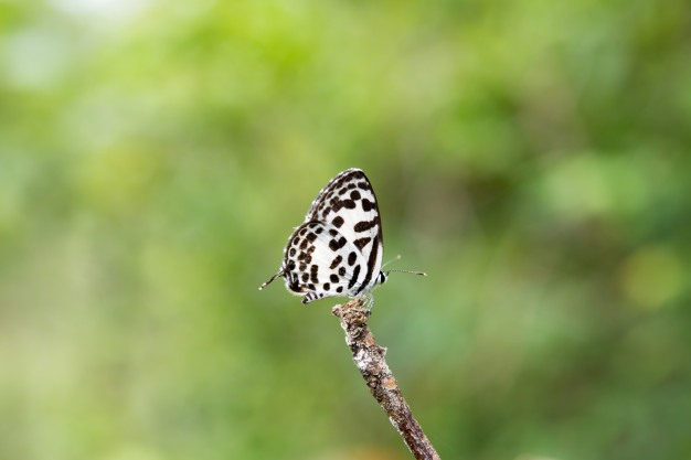 wildlife,pretty,bug,top,leopard,beautiful,insect,wing,natural,beauty,butterfly,animal,nature