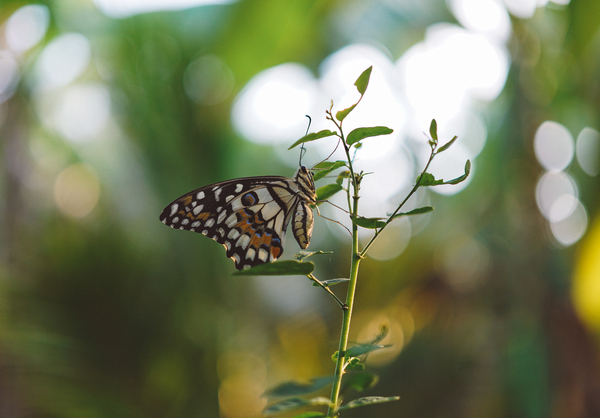 stem,outdoors,leaves,insect,growth,flora,environment,color,close-up,butterfly,bright,bokeh,animal