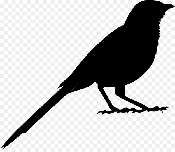 american crow,fauna,silhouette,common raven,crow,beak,bird,vertebrate,new caledonian crow,blackbird,wing,crowlike bird,perching bird,songbird,coloring book,tail,twig,png