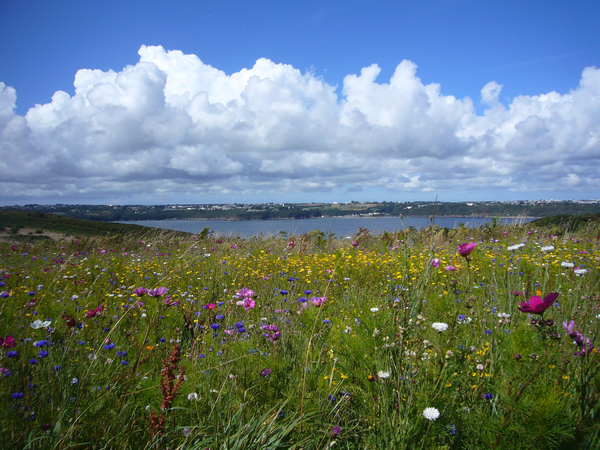 cc0,c1,landscape,flowers,summer meadow,clouds,panorama,nature,free photos,royalty free