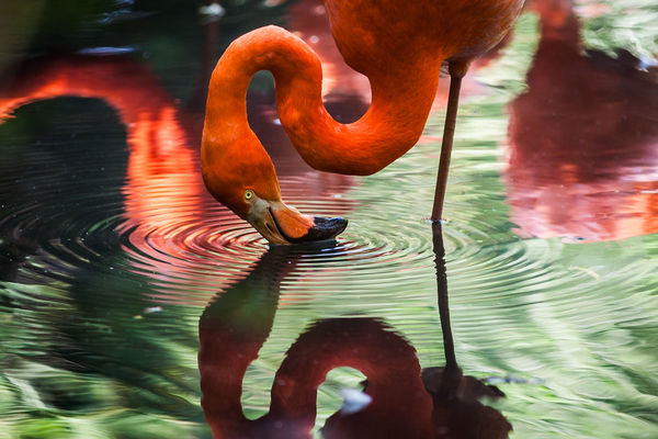 animals,birds,flamingo,beak,beautiful,gorgeous,feathers,stand,leg,water,reflection,ripples,vermillion