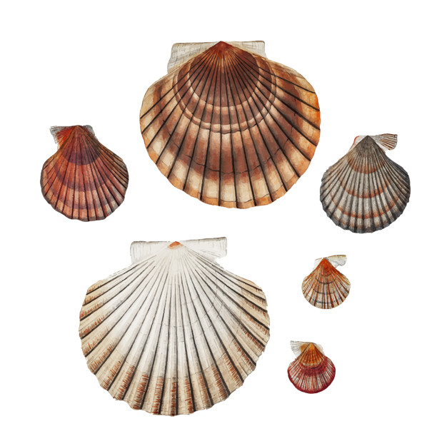 pecten,varieties,gould,north atlantic,expeditions,scientific expeditions,augustus addison gould,addison,bivalve,augustus,mollusc,atlantic,species,zoology,aquatic,creature,expedition,mediterranean,clam,shells,scientific,north,images,seashell,decor,antique,marine,shell,picture,life,seafood,nautical,painting,ocean,drawing,decoration,art,science,animal,sea,beach,vintage,food