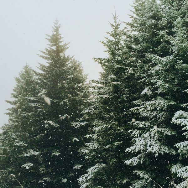 nature,forests,trees,pine,snow,winter,still